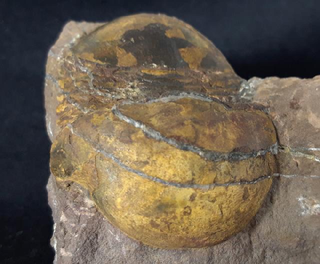 Ectillaenus giganteus (BURMEISTER 1843) - Bild &copy; FossNet FossilienStore